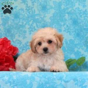 Peach, Maltipoo Puppy